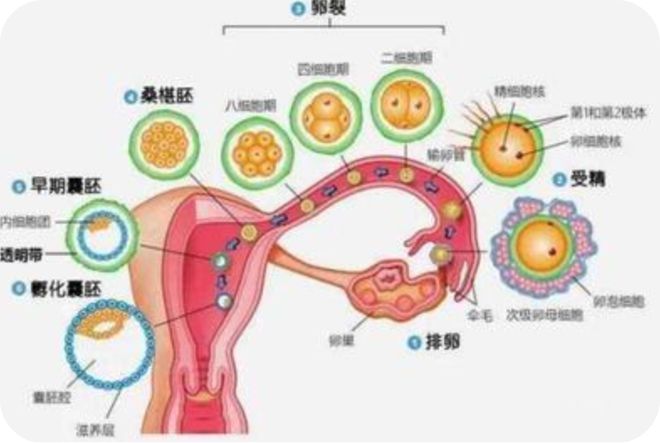 小月子是多少天