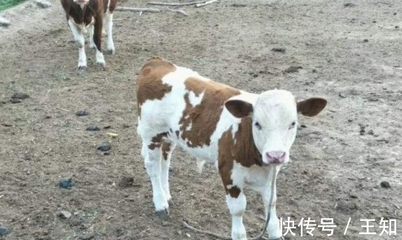 小牛犊拉稀怎么治疗