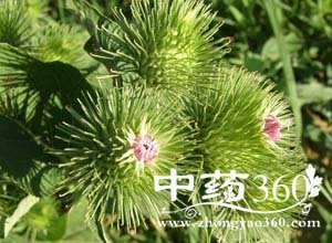 牛蒡子孕妇可以吃吗