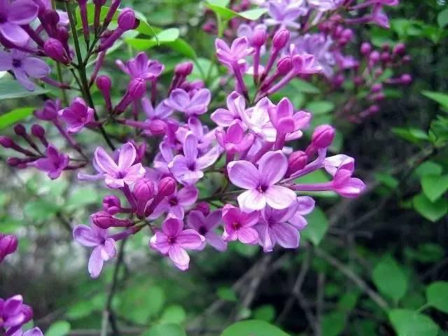 丁香花适合室内养吗