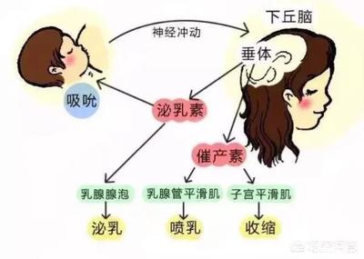 哺乳到几个月断奶最好