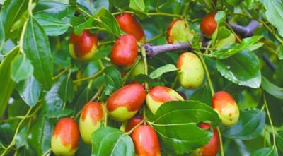 孕妇梦见摘枣，传统解梦与现代心理学的双重视角