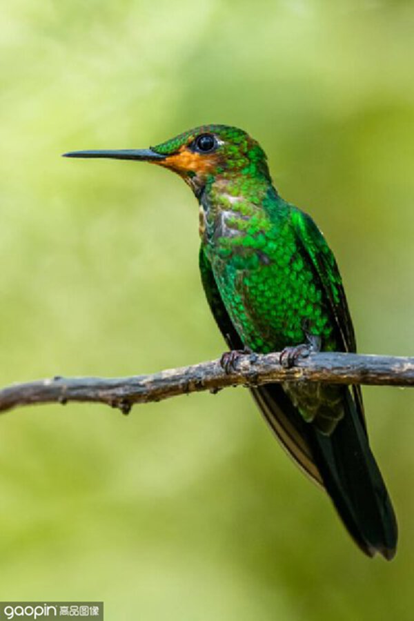 Hummingbird-Attracting Annuals: A Bloom of Color and Nectar