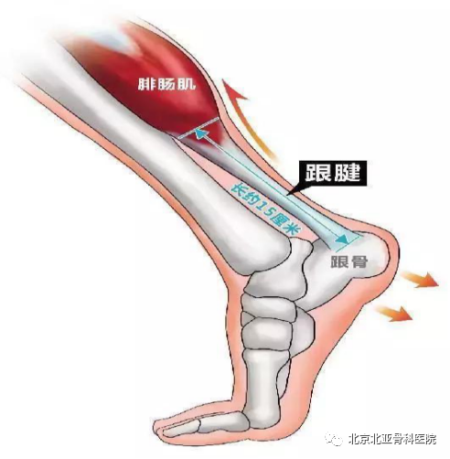腱鞘积液是怎么回事