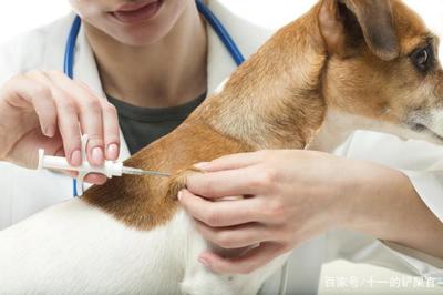 狂犬病疫苗多少钱一针?小猫抓伤了会流血吗?