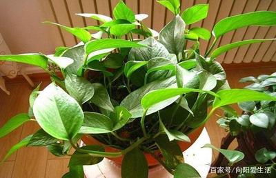 五行缺木养什么植物