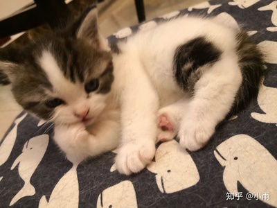 三个月的猫咪有多大