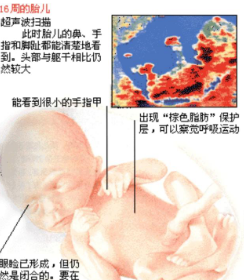 怀孕13周是孕中期吗