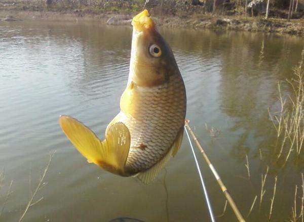 泥鳅代表什么生肖