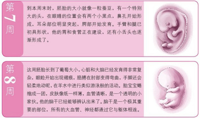 怀孕两个月孩子多大