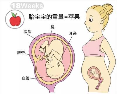 十八周胎儿发育图片