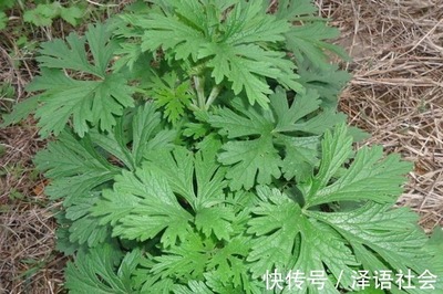 怀孕初期可以吃艾草吗