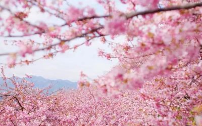 太原樱花园在哪里