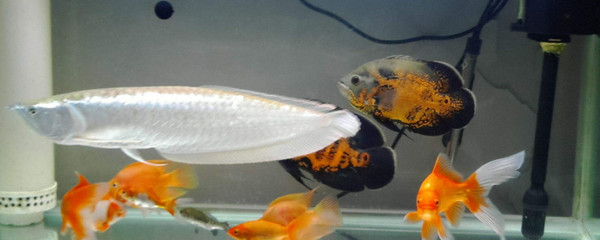 水富熊曉容水族館（水富,熊邦華）