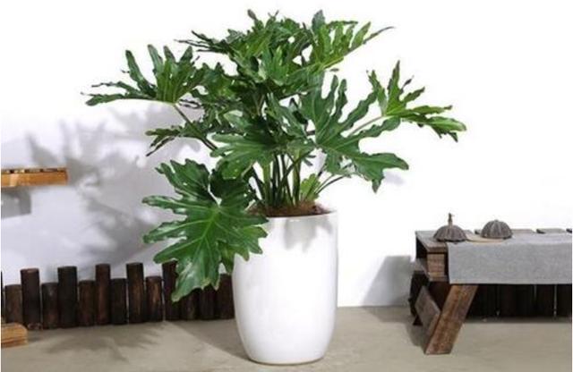 耐阴的室内植物有哪些