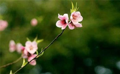 春天蕴含着什么的寓意