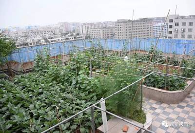 私家菜园设计实景图