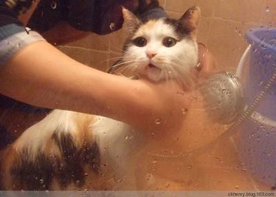 怀孕的猫咪可以洗澡吗