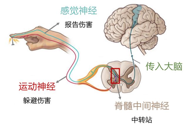 什么时候人的痛觉