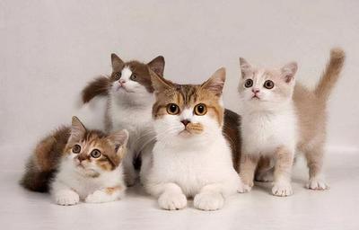 猫咪怀孕注意什么