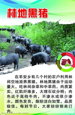 黑猪肉营养价值及功效