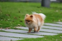蓝猫的名字大全洋气点