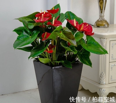 红掌可以放在客厅吗