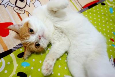 猫咪怀孕注意什么