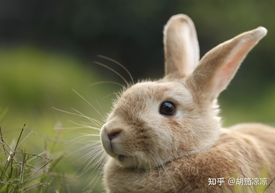 宠物兔子能吃西红柿吗?兔子可以吃的蔬菜列表