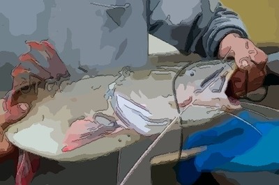 孕妇梦见鲶鱼