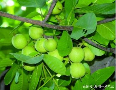 家里种核桃树好吗