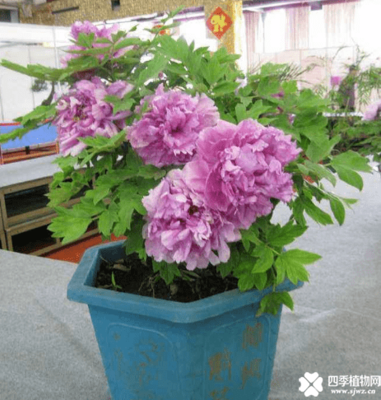 牡丹花在家里养好不好