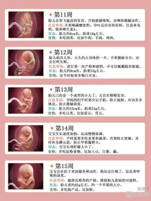 胎儿发育全过程图解