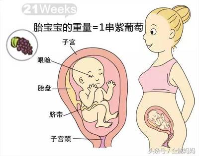 孕21周胎儿发育情况