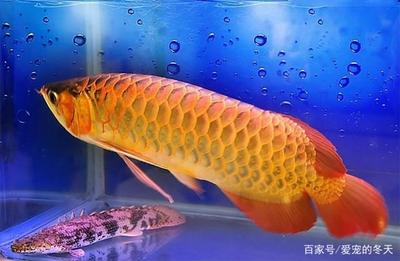 龍魚搭配什么魚最美觀呢（龍魚搭配什么顏色的魚類最美觀-龍魚搭配什么魚類最美觀） 水族問答