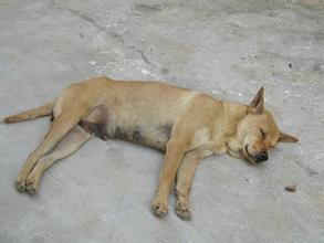 梦见自己家狗死了