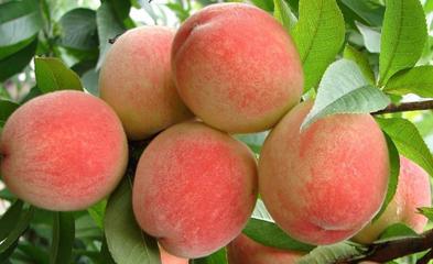 来月经可以吃桃子吗夏天