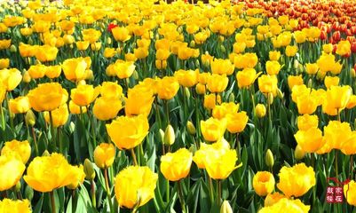 水仙花指什么生肖