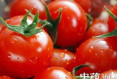 西红柿能放多久