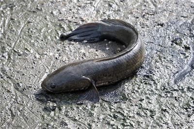 孕妇梦见泥鳅