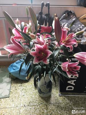 百合花孕妇可以闻吗