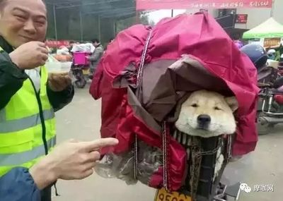 狗可以带上动车吗