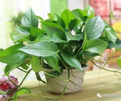 房间里放什么植物可以净化空气