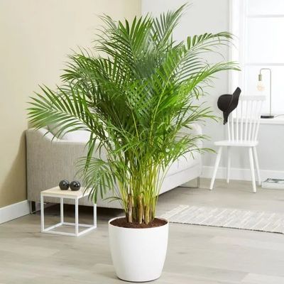 室内养什么植物风水好