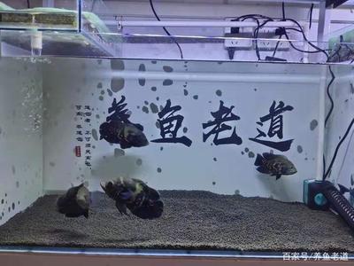 原神觀賞魚在哪(原神觀賞魚地點)