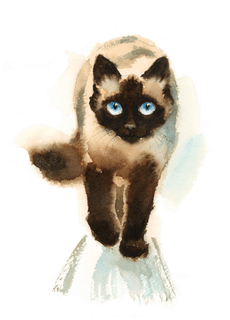 画暹罗猫素描图片简单版