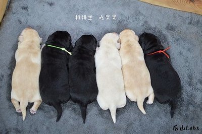 2个月拉布拉多