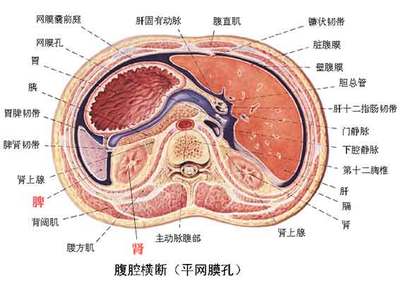 子宫的准确位置图