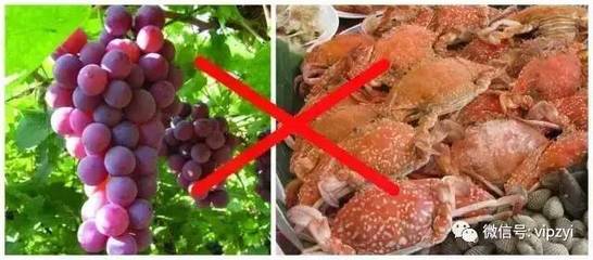 吃螃蟹后多久可以吃葡萄?葡萄可以和螃蟹一起吃吗?