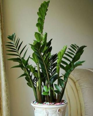 植物突然开花预兆风水